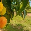 MANGO,LEMON AND NATAKON - Image 4