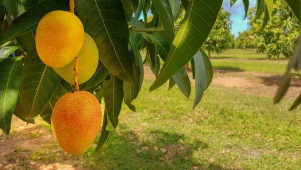 MANGO,LEMON AND NATAKON - Image 4