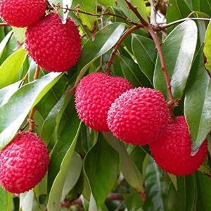 Bombay Lychee (বোম্বাই লিচু)