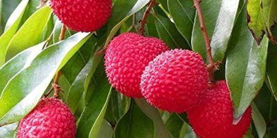 Bombay Lychee