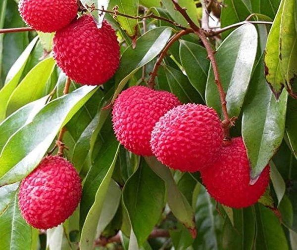 Bombay Lychee (বোম্বাই লিচু)