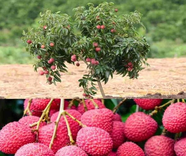 Bombay Lychee (বোম্বাই লিচু) - Image 2