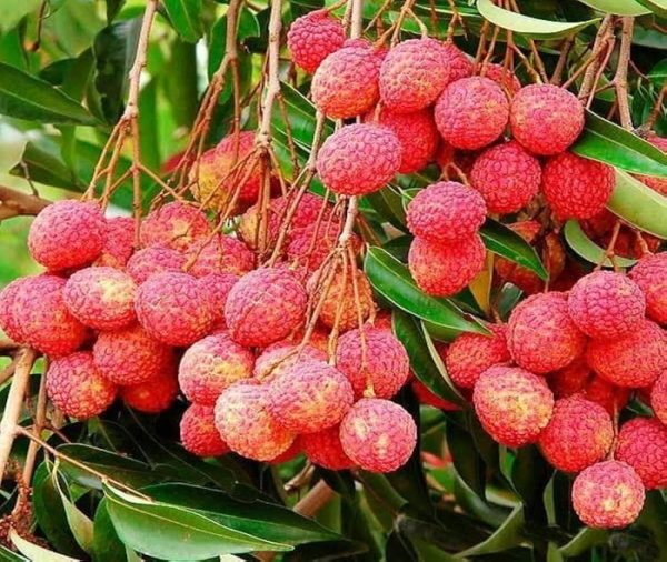Bombay Lychee (বোম্বাই লিচু) - Image 3