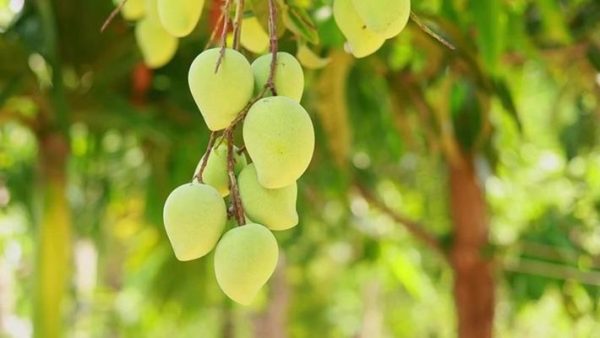 MANGO,LEMON AND NATAKON