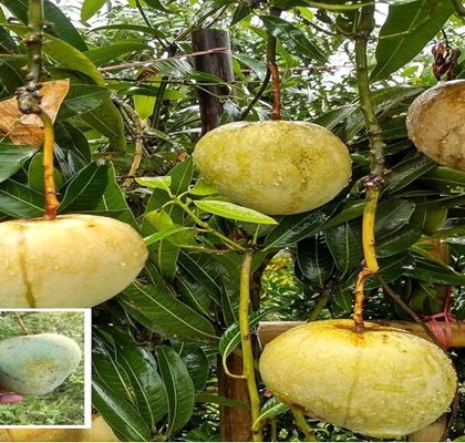 BARI Aam-4 (বারি ৪ আম)