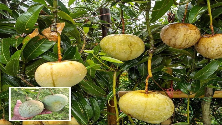 BARI Aam-4 (বারি ৪ আম)