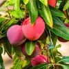 MANGO,LEMON AND NATAKON - Image 3
